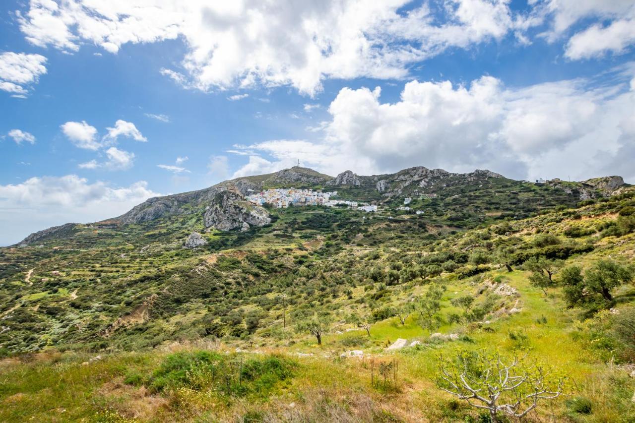 Olive Grove *